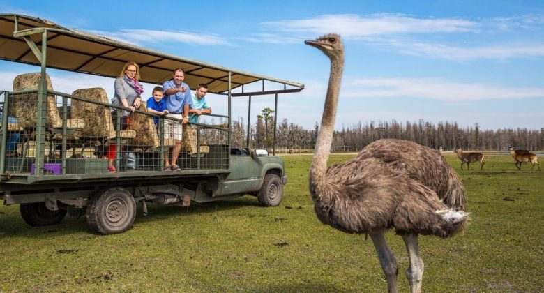 Safari Wilderness