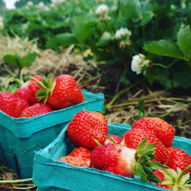 Sledd's U-Pick Farm / U-Pick Strawberry Farm
